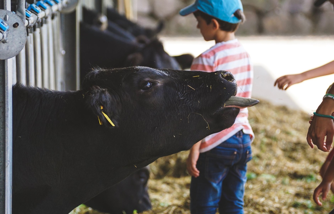 4-H Livestock Skillathon