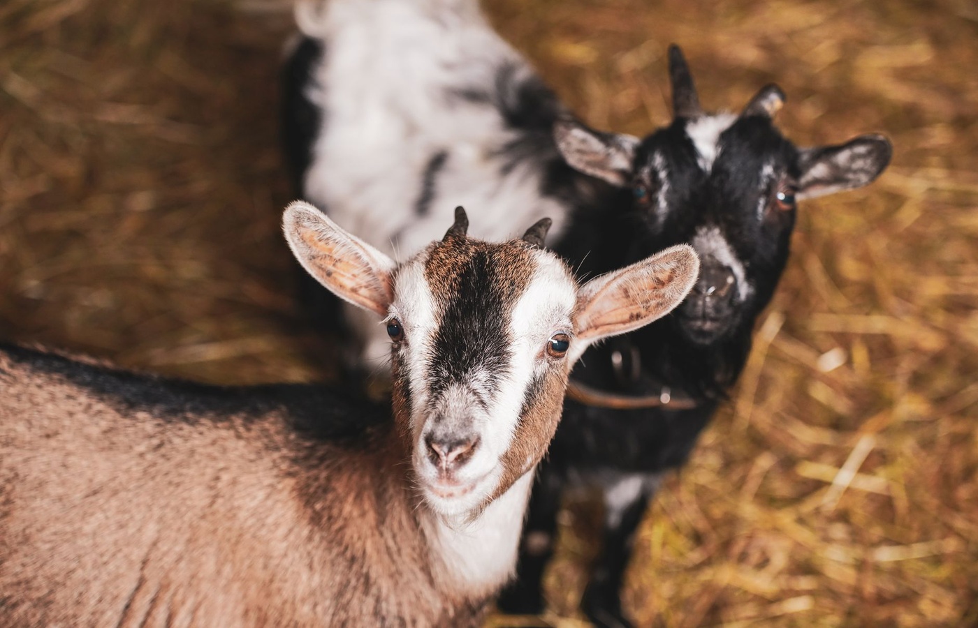 4-H Pygmy Goat Showmanship