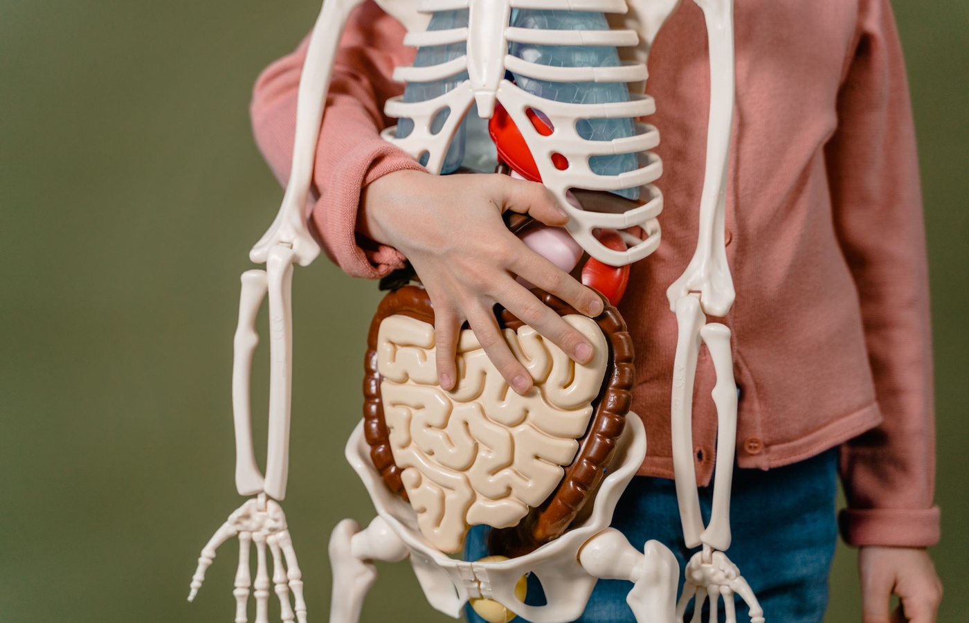 AAPC Anatomy