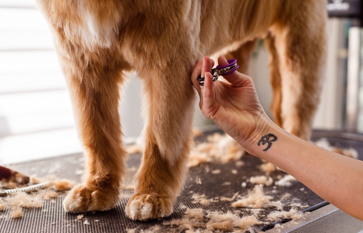 Animal Behavior College (ABC) Grooming Stage 6