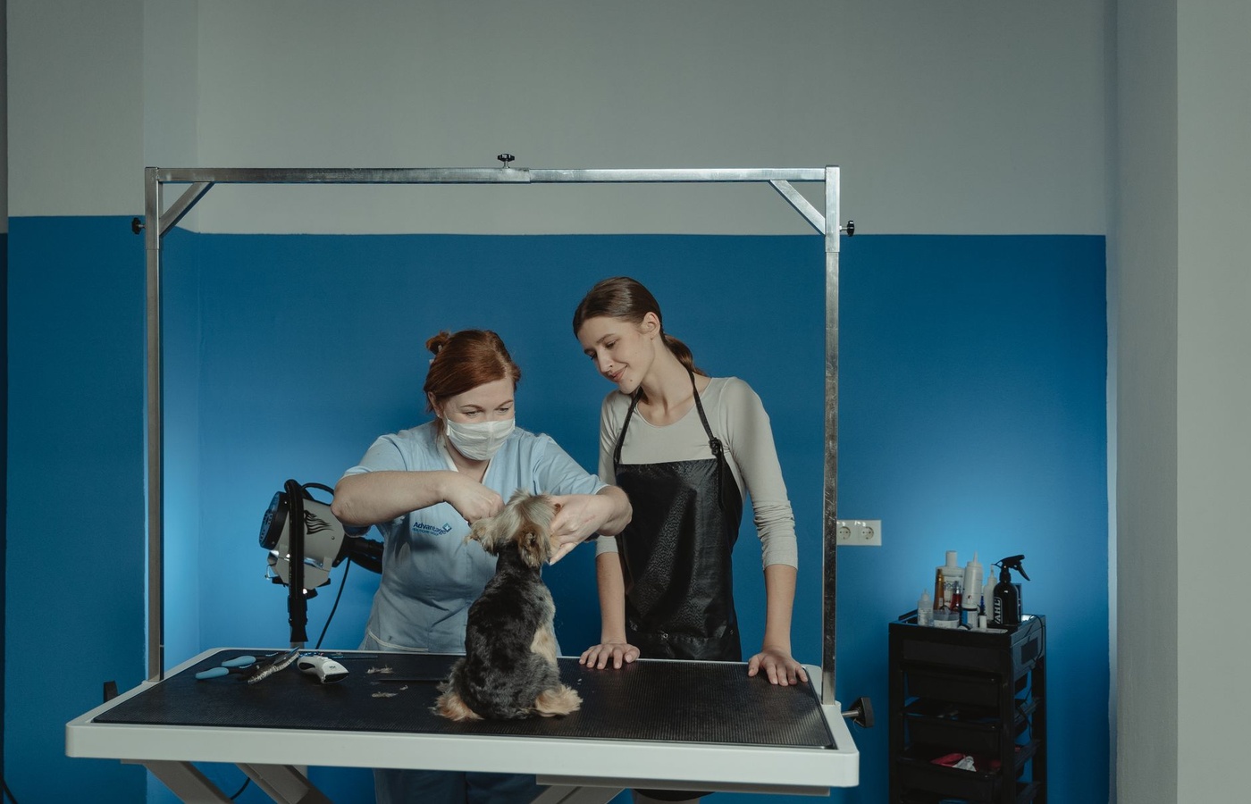Animal Behavior College (ABC) Stage 8 Breed Profiles and Mixed-Breed Styling