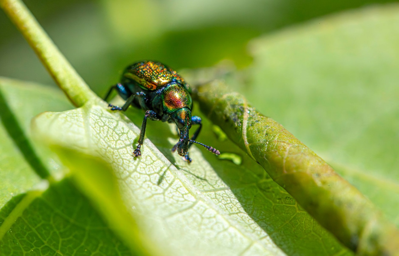 ACE Pest Control