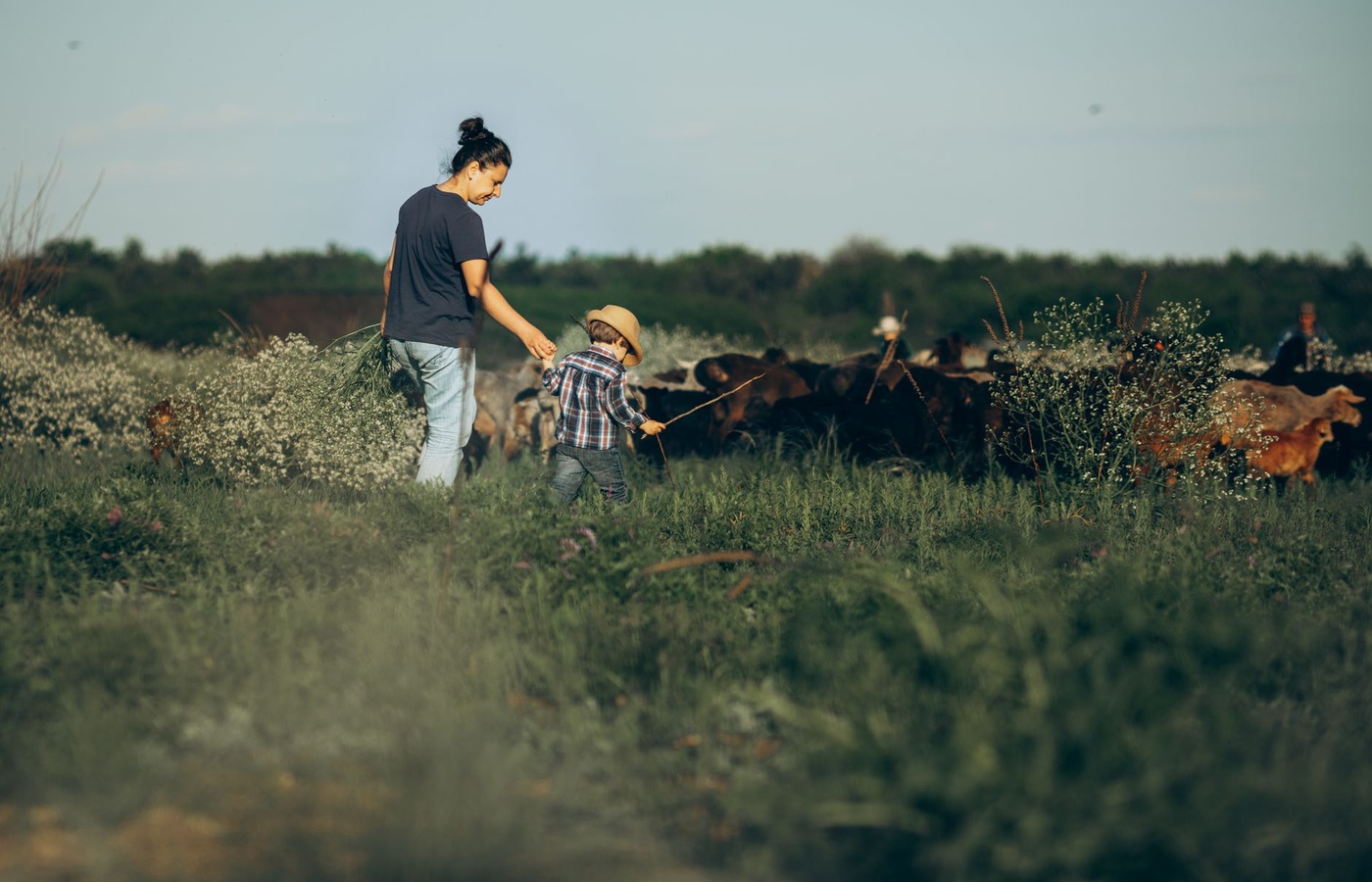 AJSA Regional and National Junior Cattlemen's