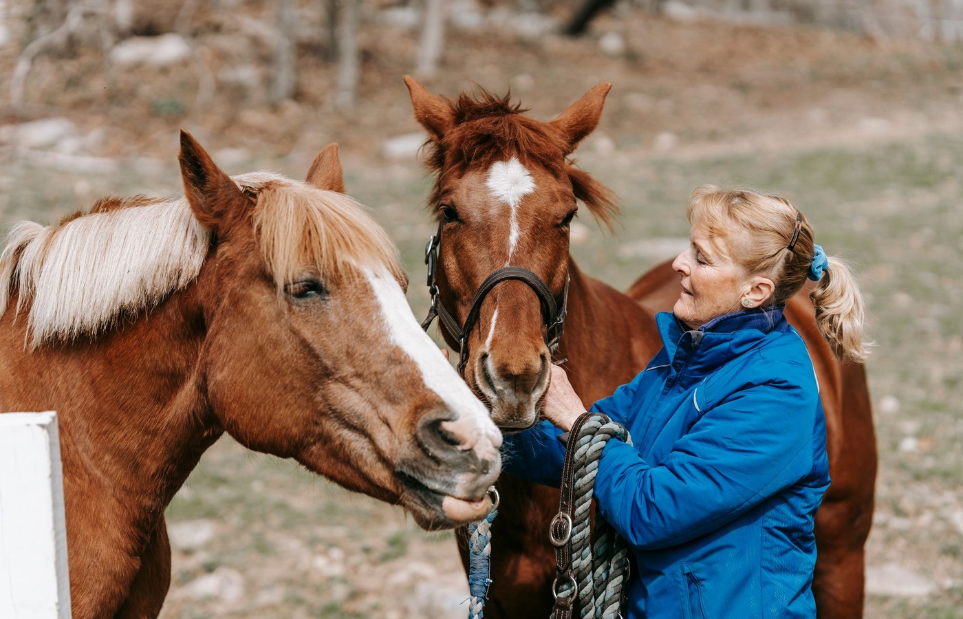 Animal Chiropractic Module 1