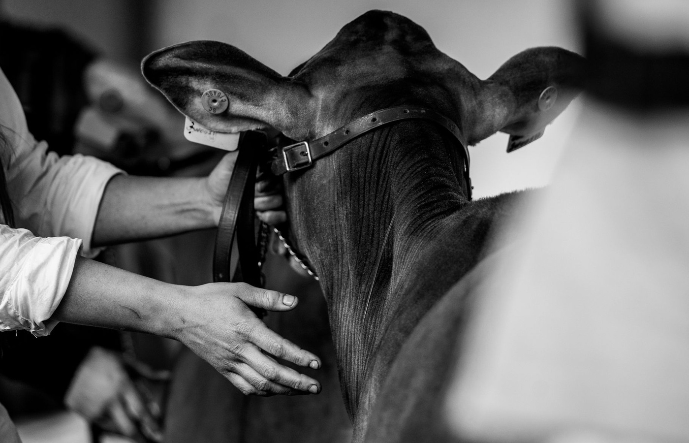 ANSI 1124 Introduction to the Animal Sciences
