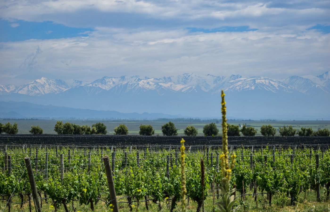 Argentina Wine Specialist
