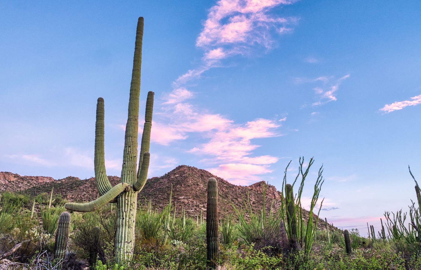 Arizona Naturopathic Jurisprudence