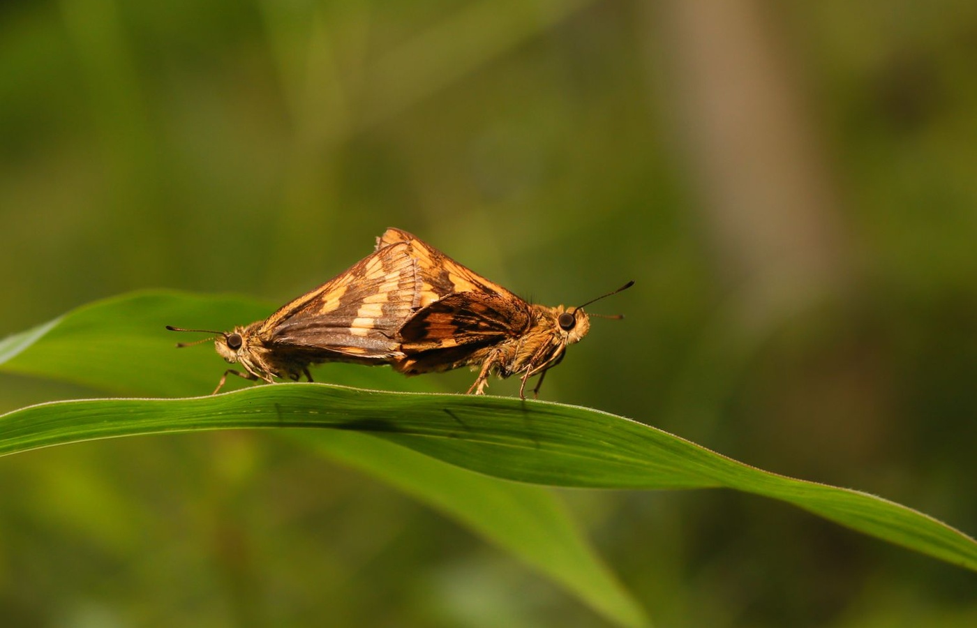 Associate Certified Entomologist (ACE)