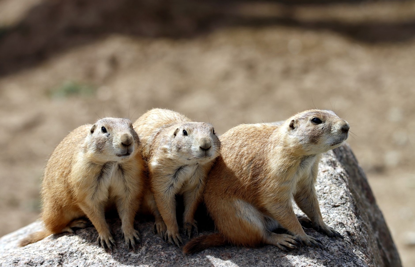 Arizona State University (ASU) BIO331 Animal Behavior Exam 1 Practice