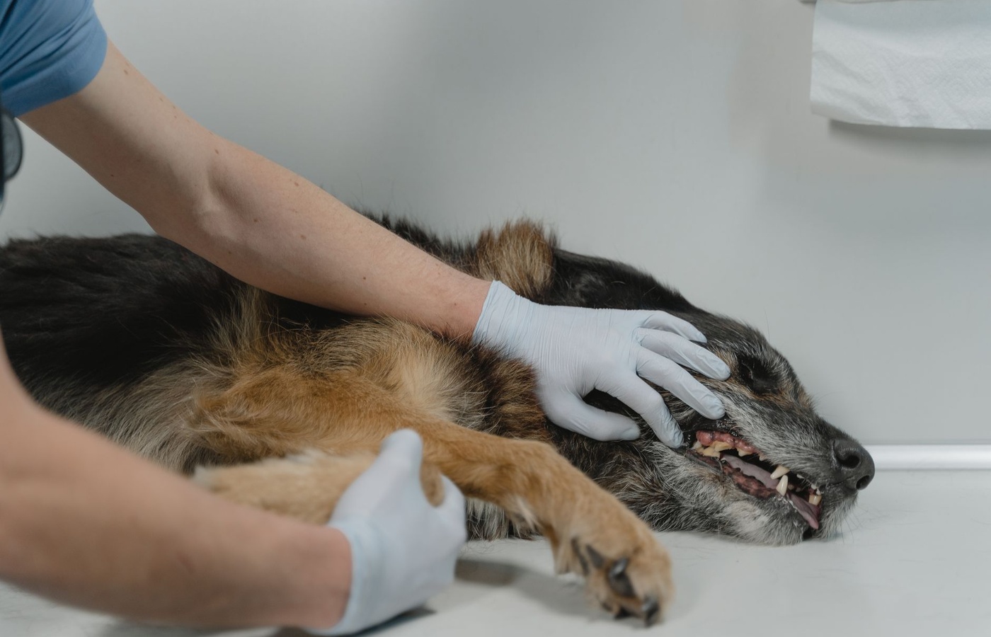 Arizona Veterinary Medical Examining Board Practice