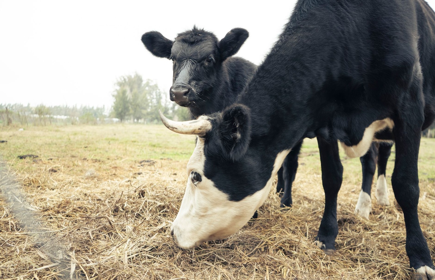 Beef Advocacy