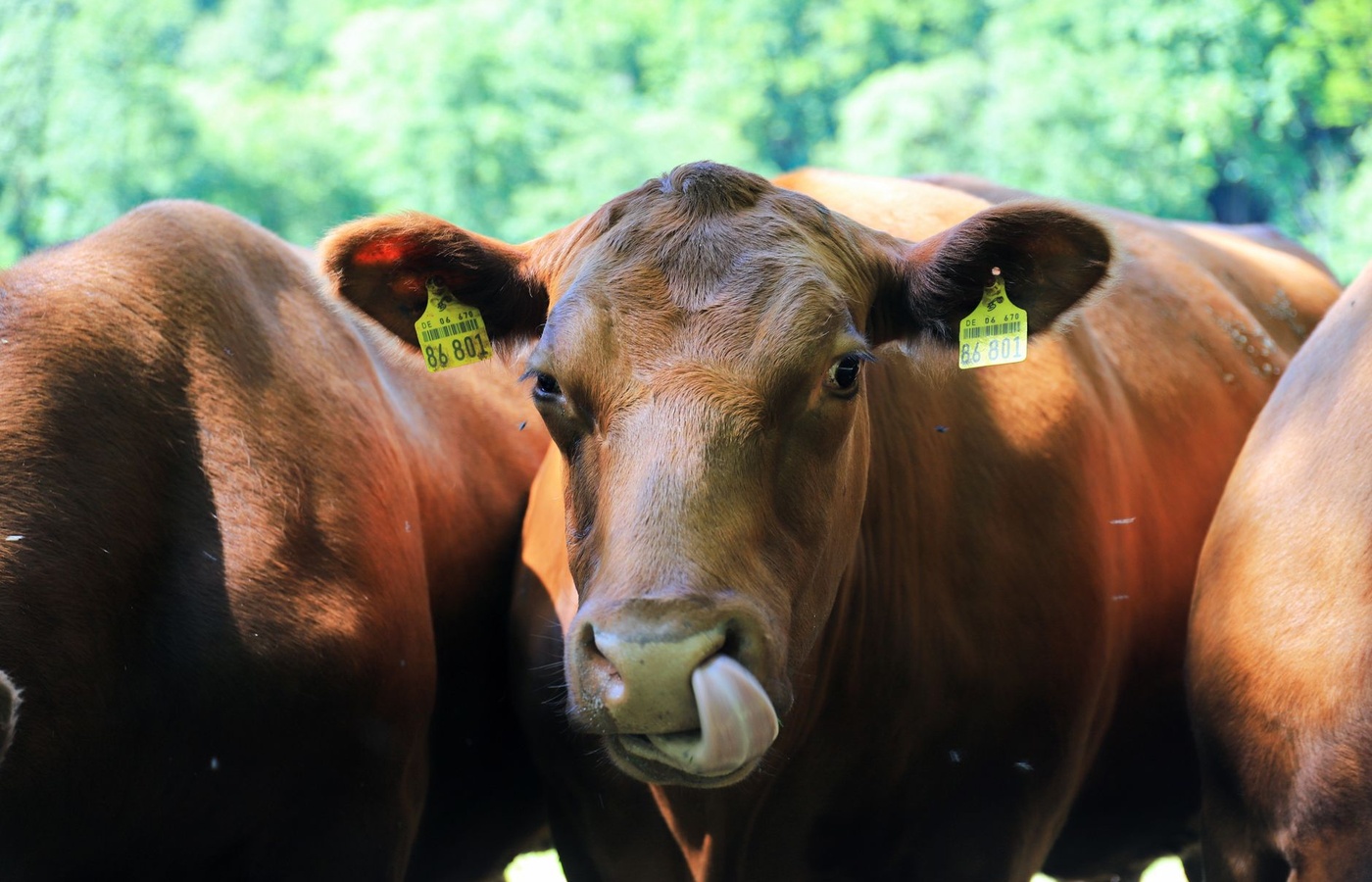 Beef Livestock Skillathon Practice Test course image