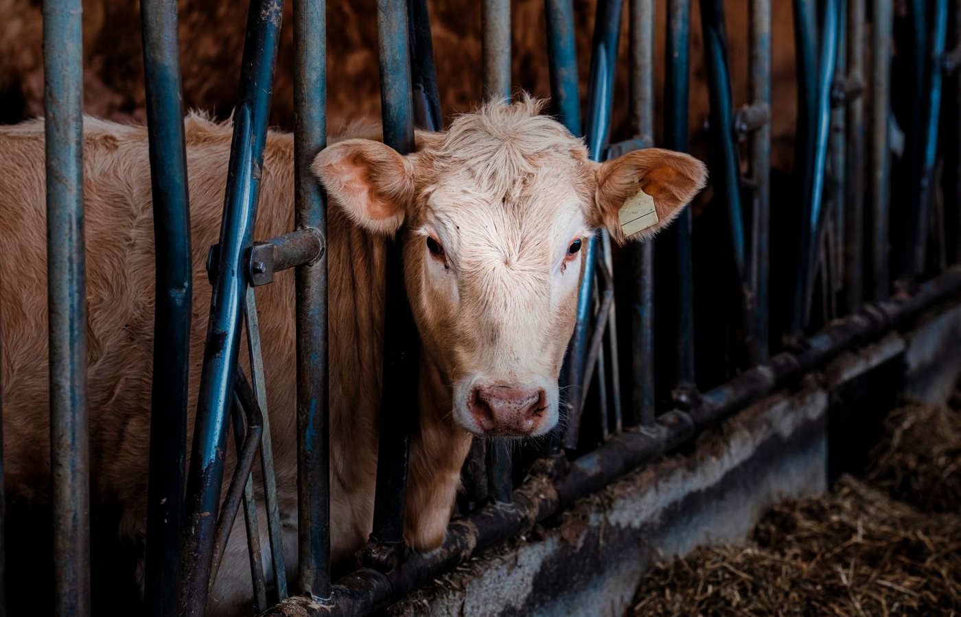 Beef Quality Assurance (BQA) Certification