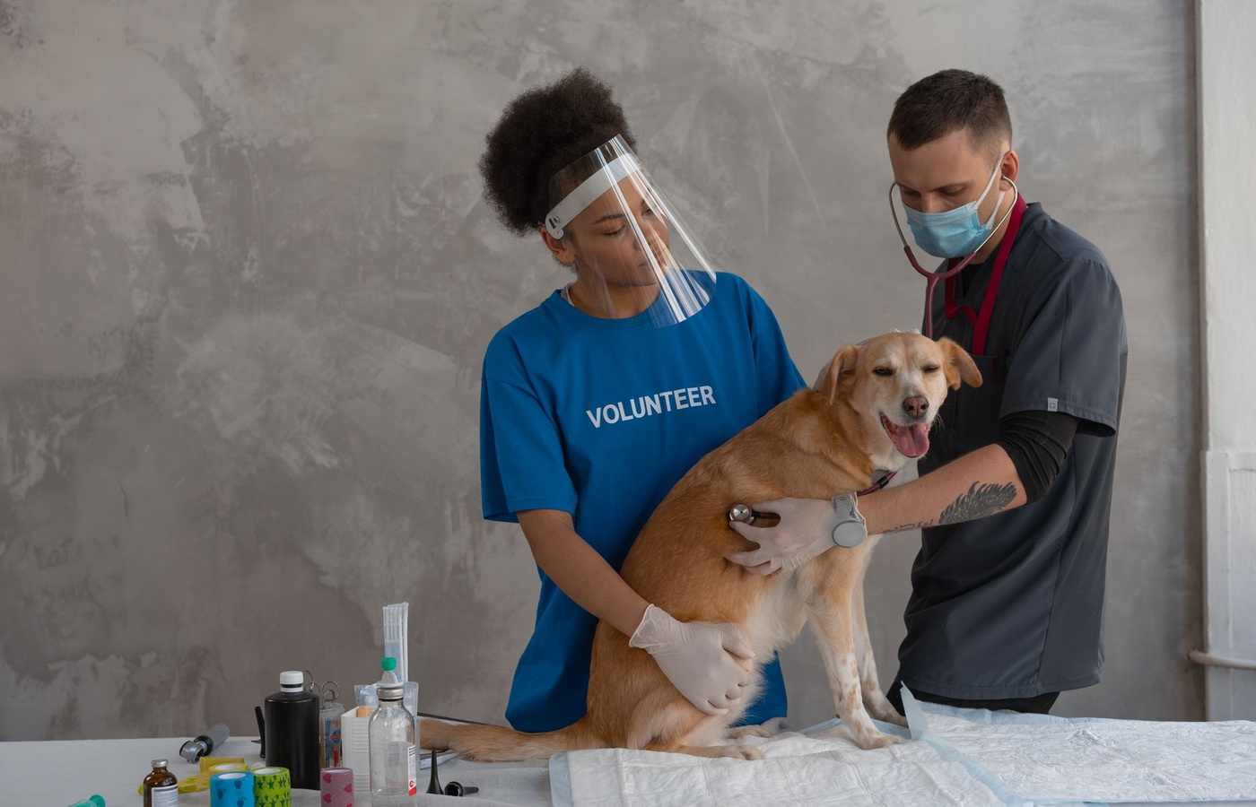 Beginner Veterinary