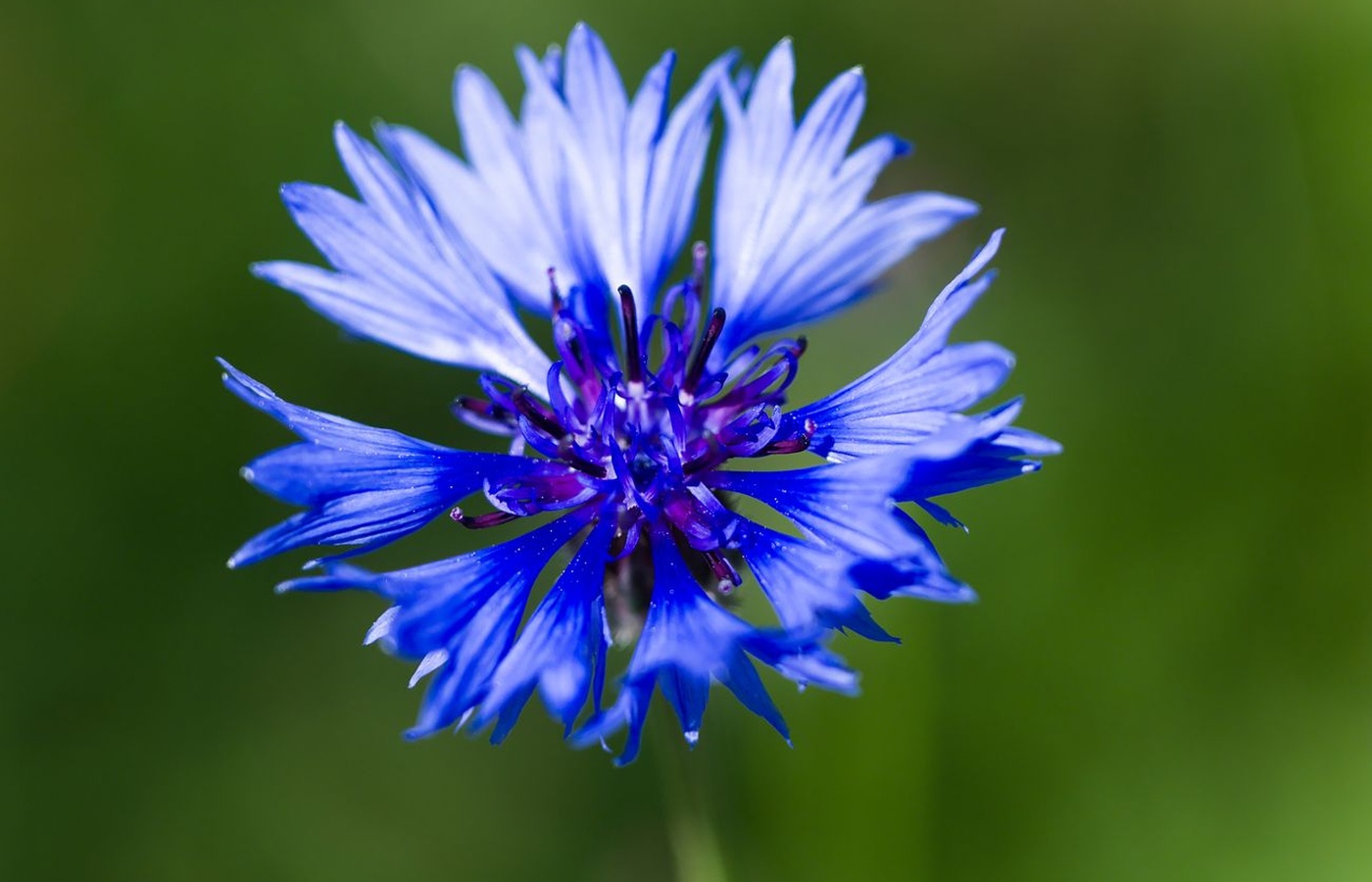 BlueSprig