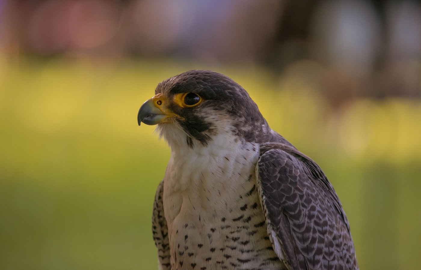 California Falconry Regulations