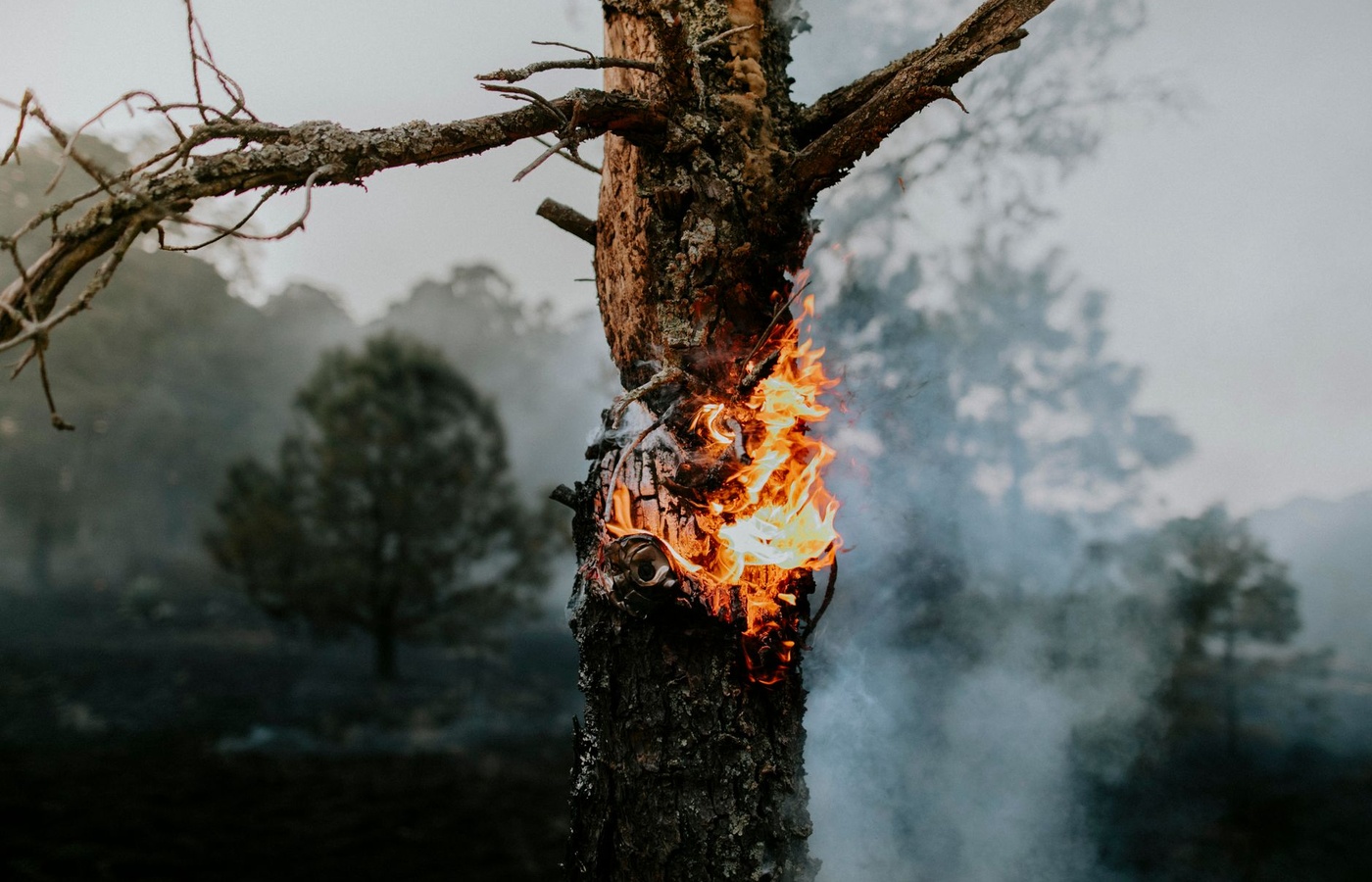 Cal Fire Wildland