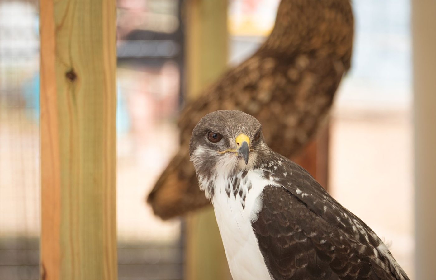 California Falconry License