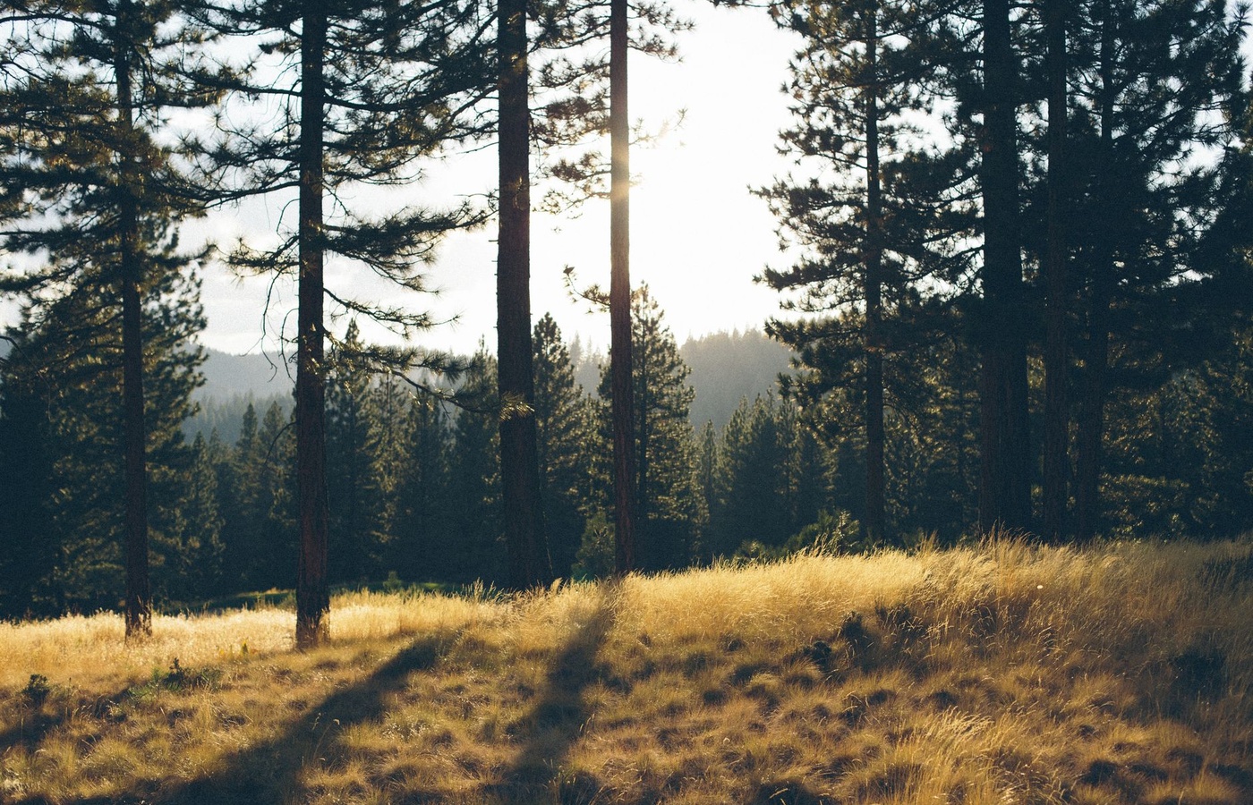 California Hunters Education License