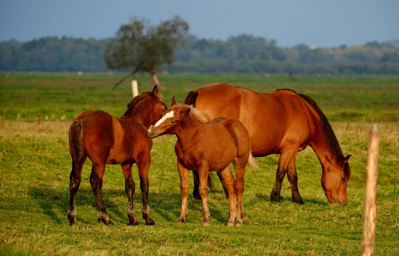 Canadian Pony Club B Level – Grooming