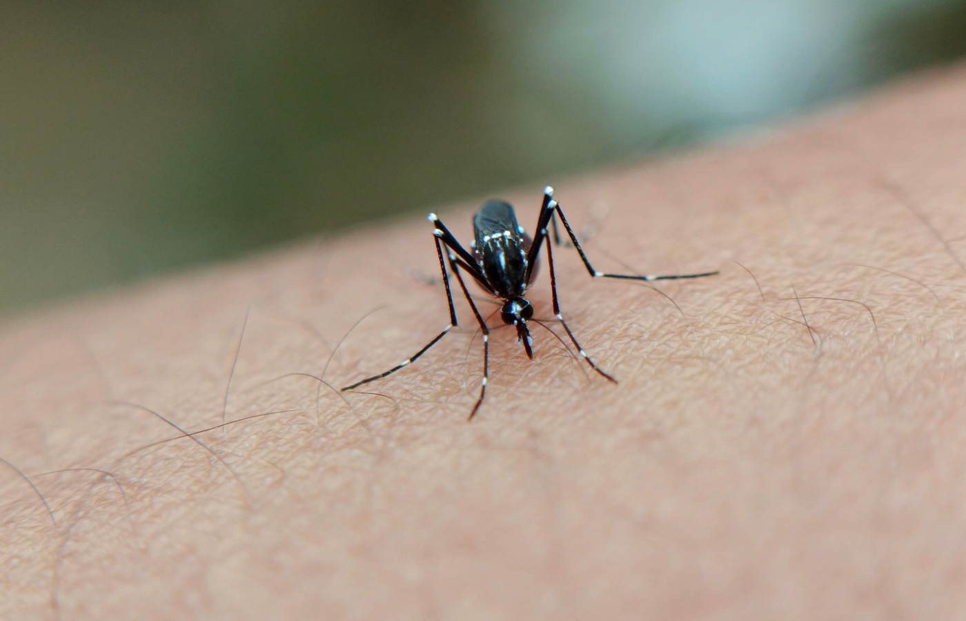 Category B – Mosquito Biology and Control