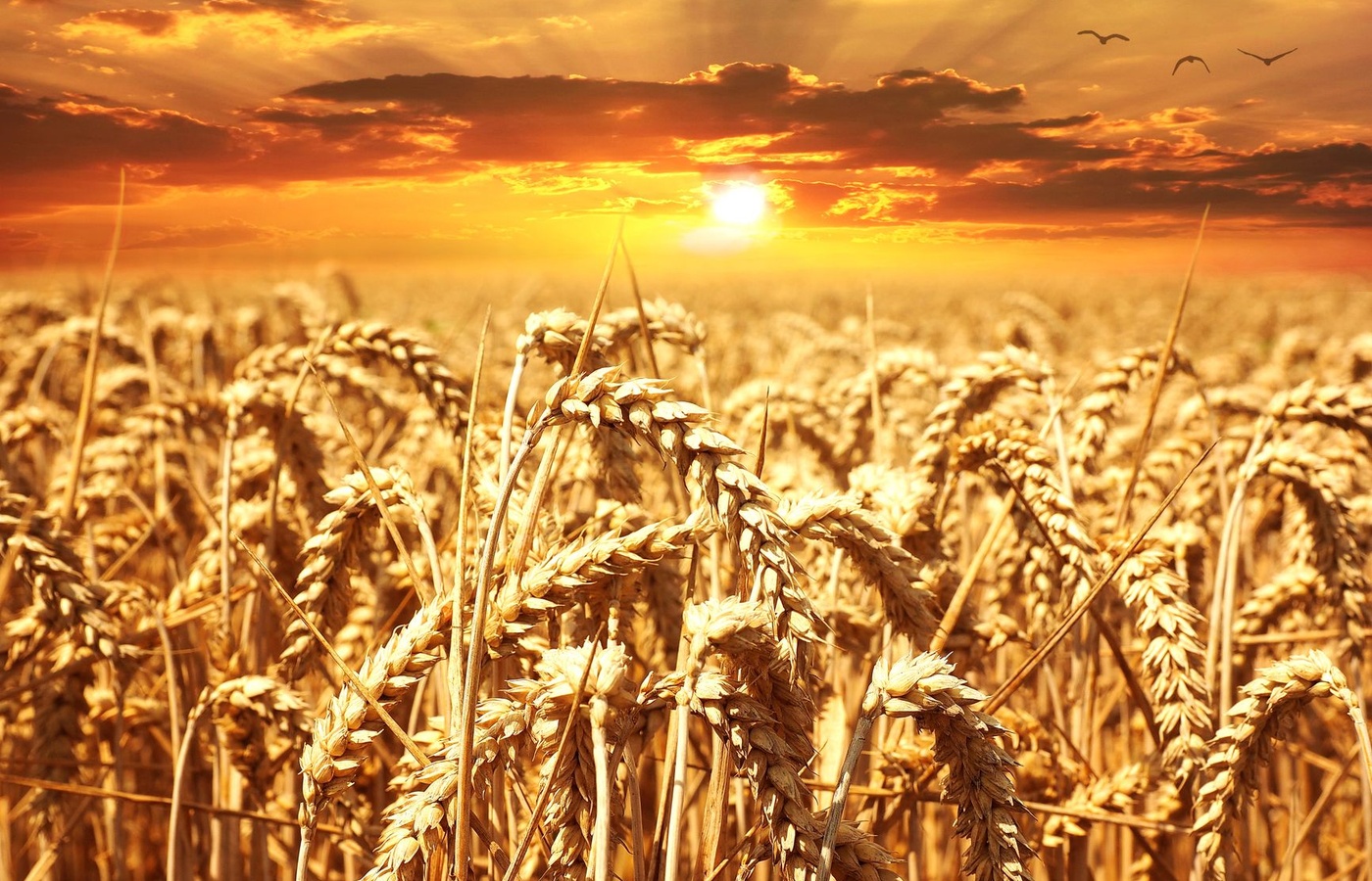 Catcher in the Rye