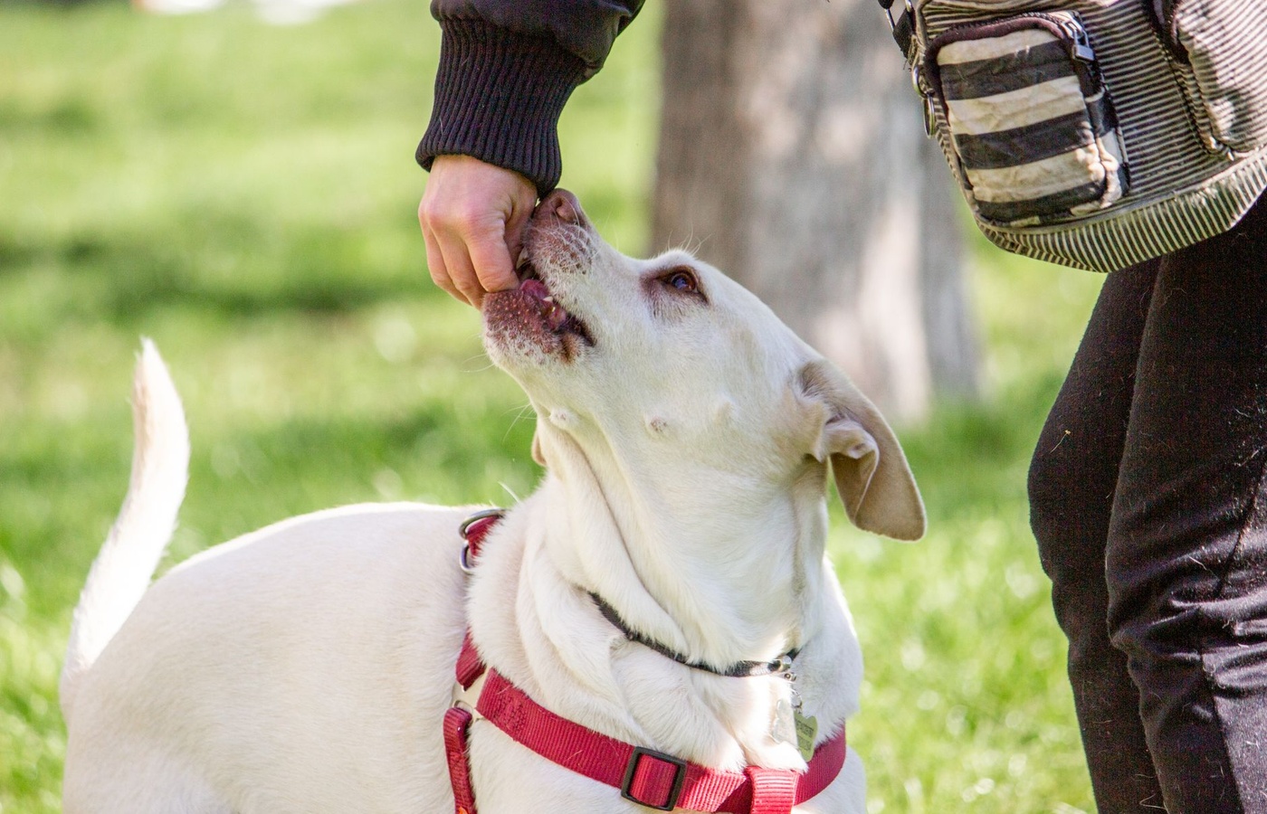Certification Council for Professional Dog Trainers (CCPDT)