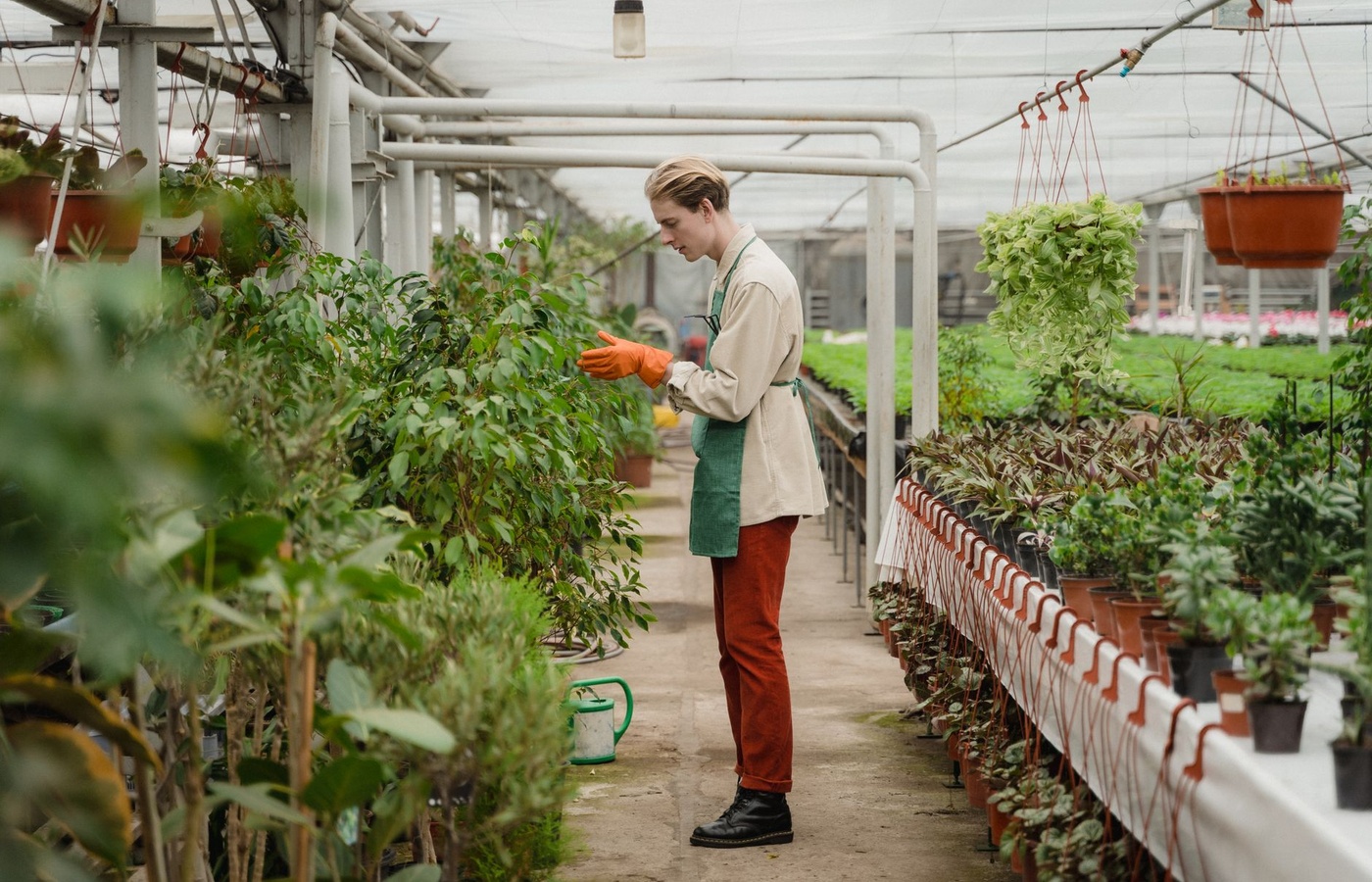CDFA Pest Prevention Plant Regulation