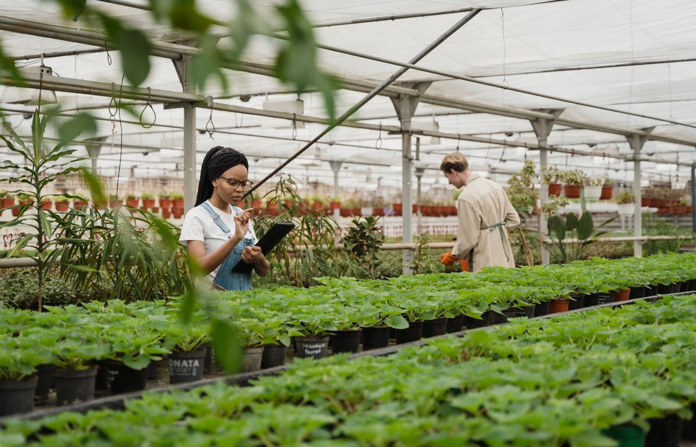 CDFA Commodity Regulations