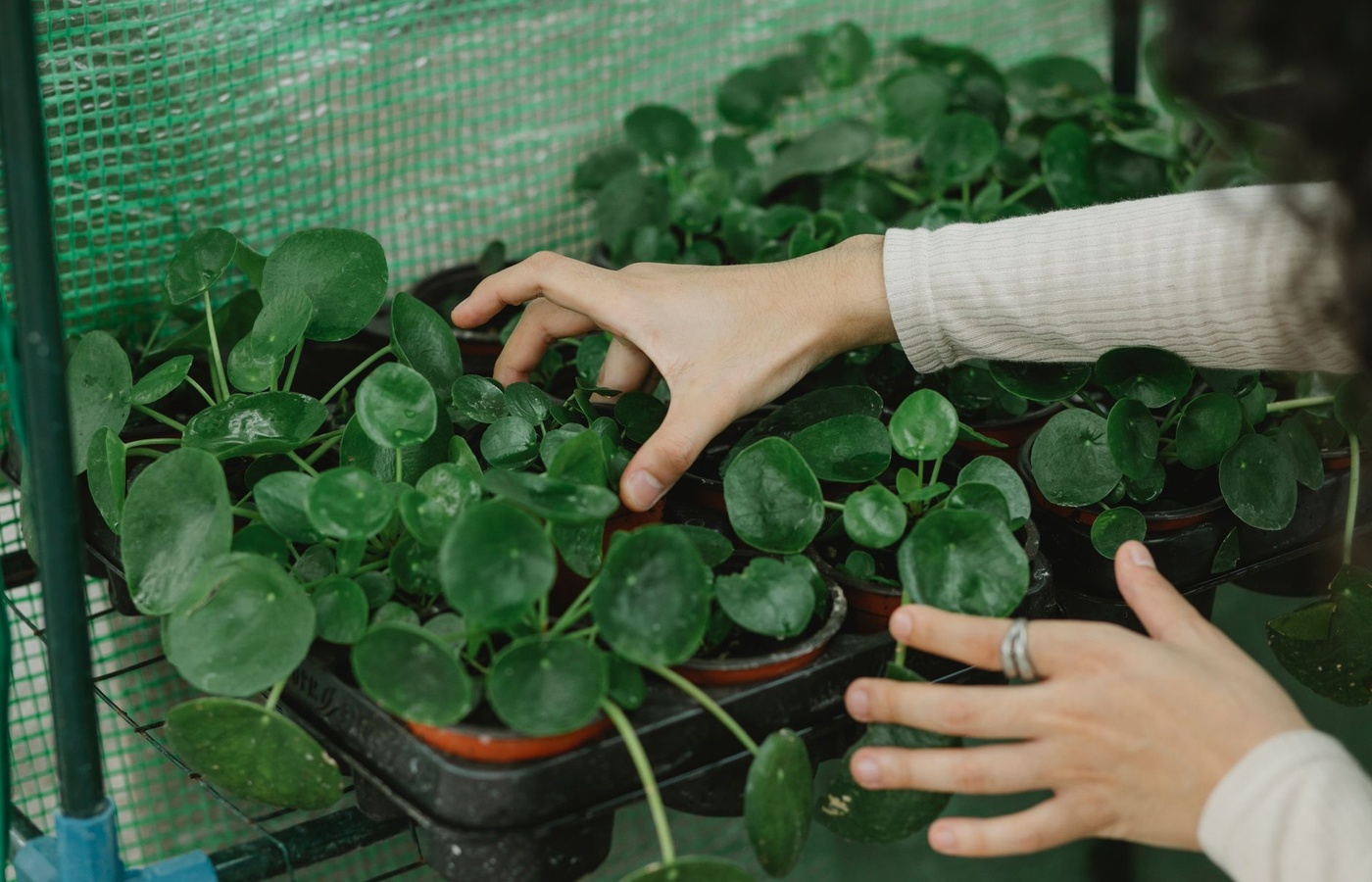 Cengage Horticulture Exam 1 Practice