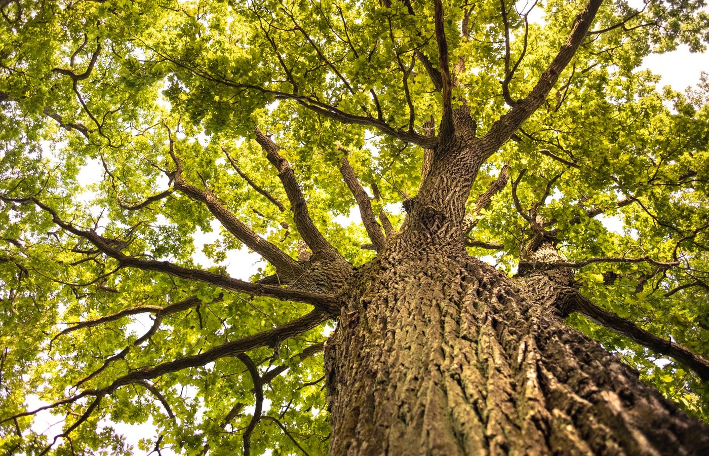 Certified Arborist