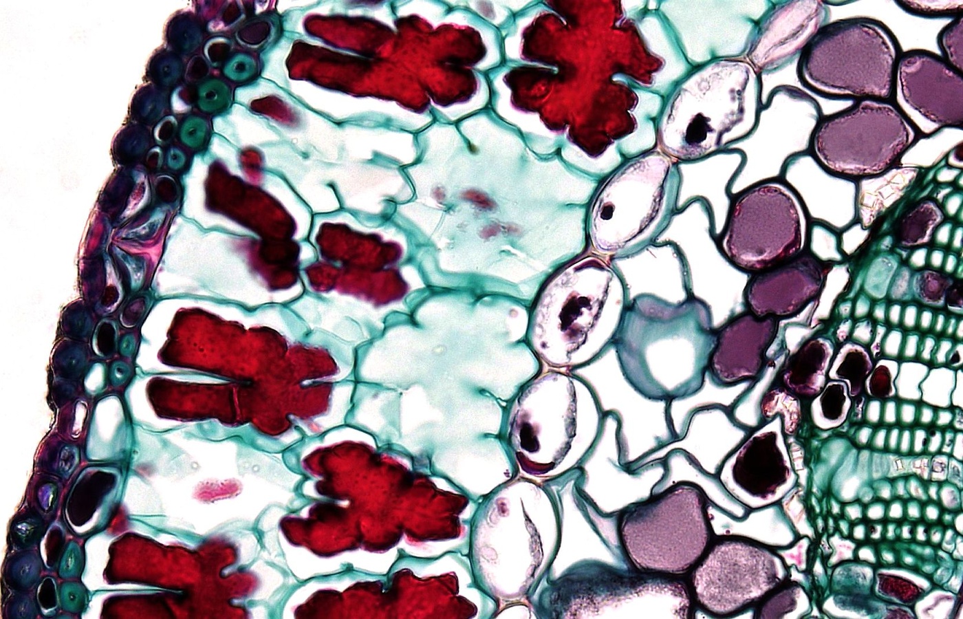 Characteristics of Epithelial Tissues