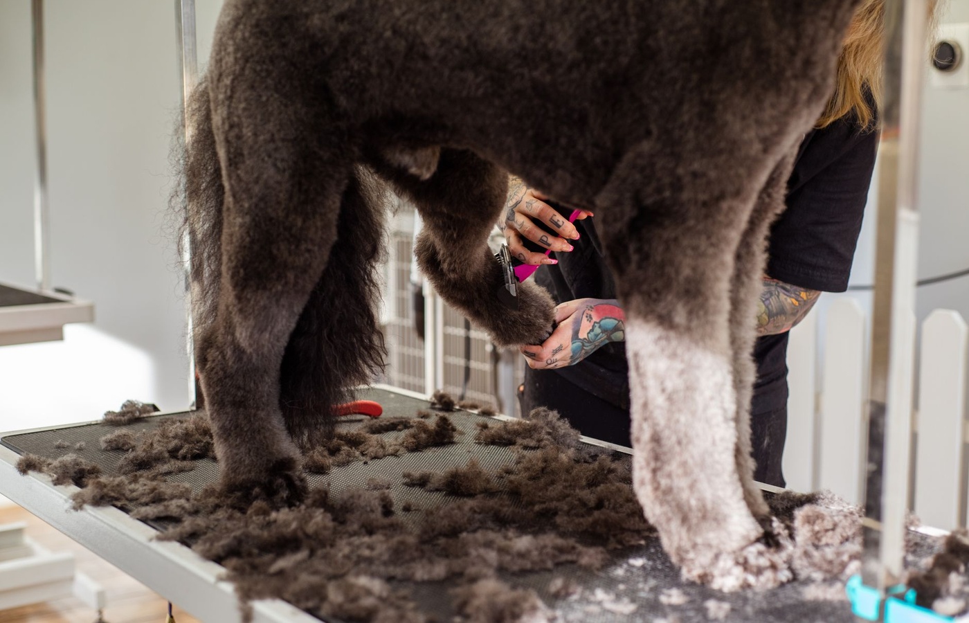 City & Guilds Level 3 Dog Grooming