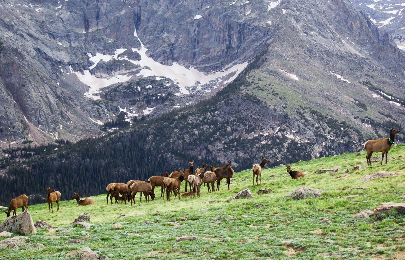 Colorado Sales License