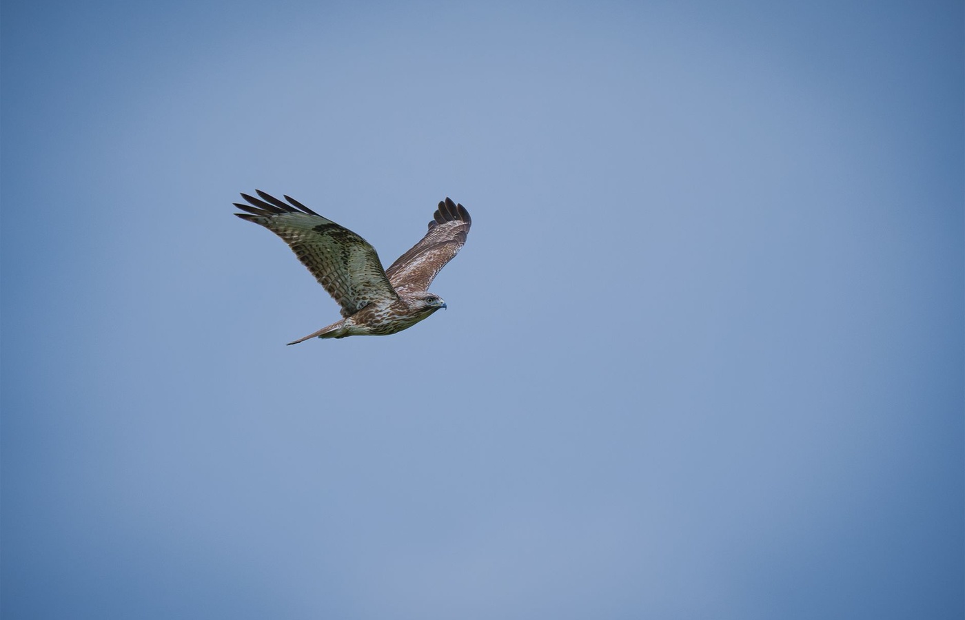Colorado Falconry License