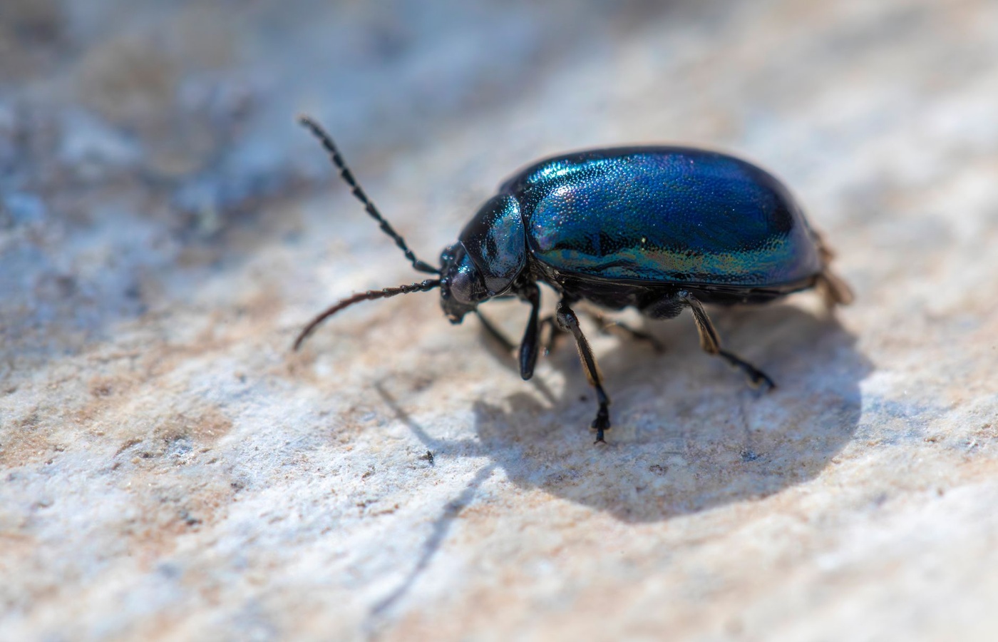 Community Insect Management Category 7D
