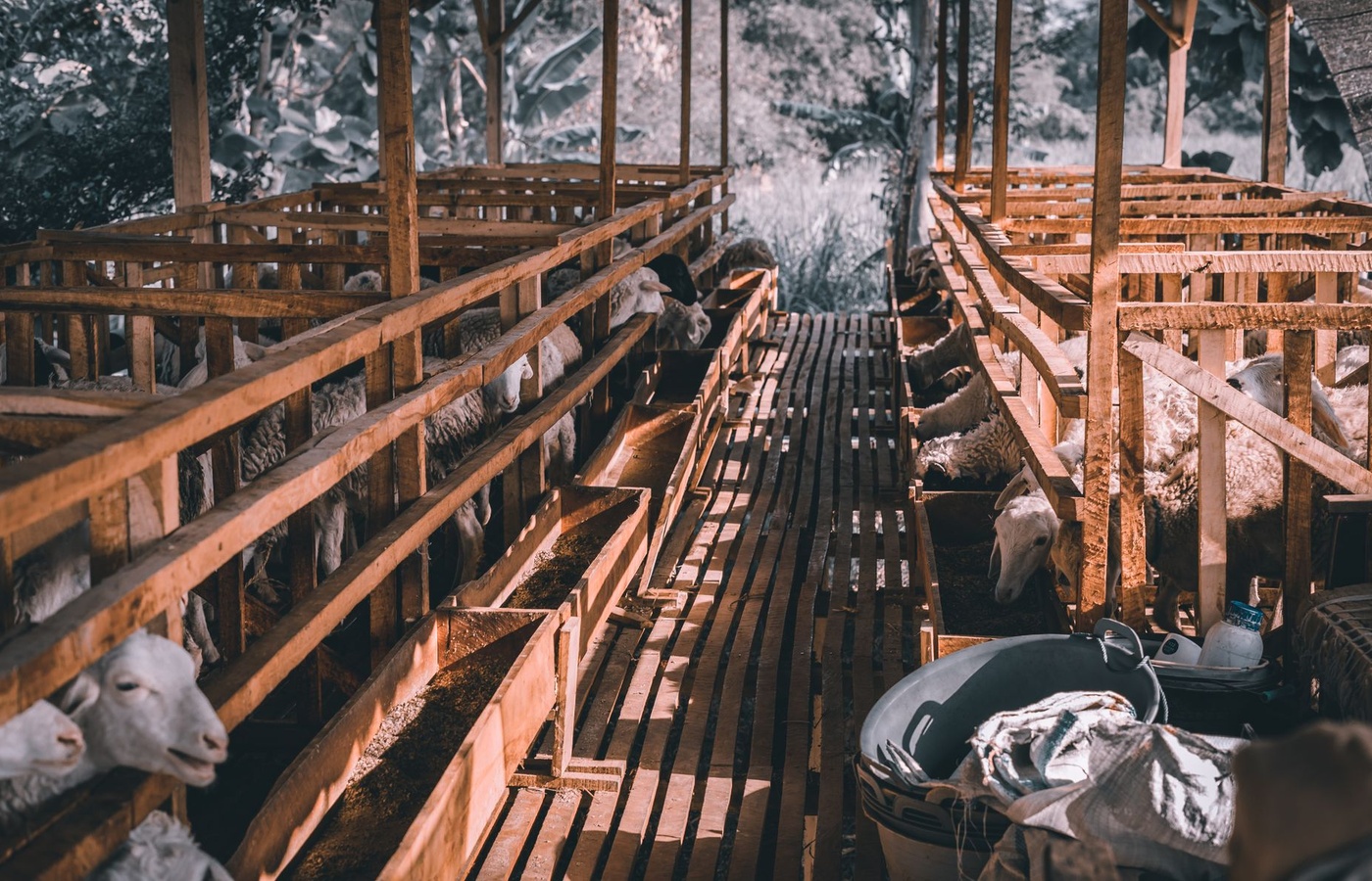 Comprehensive Feedstuffs and Additives in Livestock Nutrition
