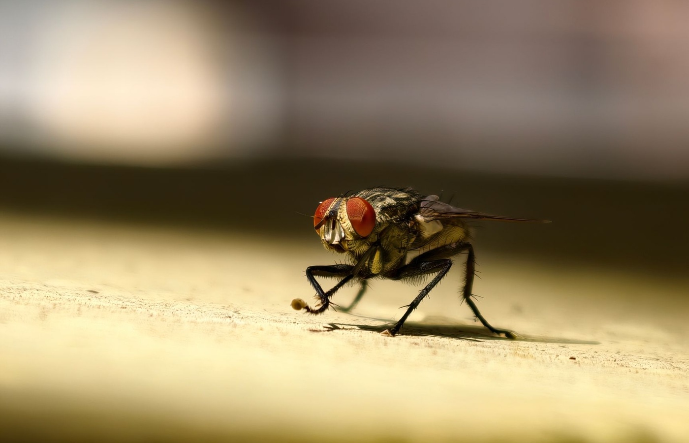 Colorado Pest Control State