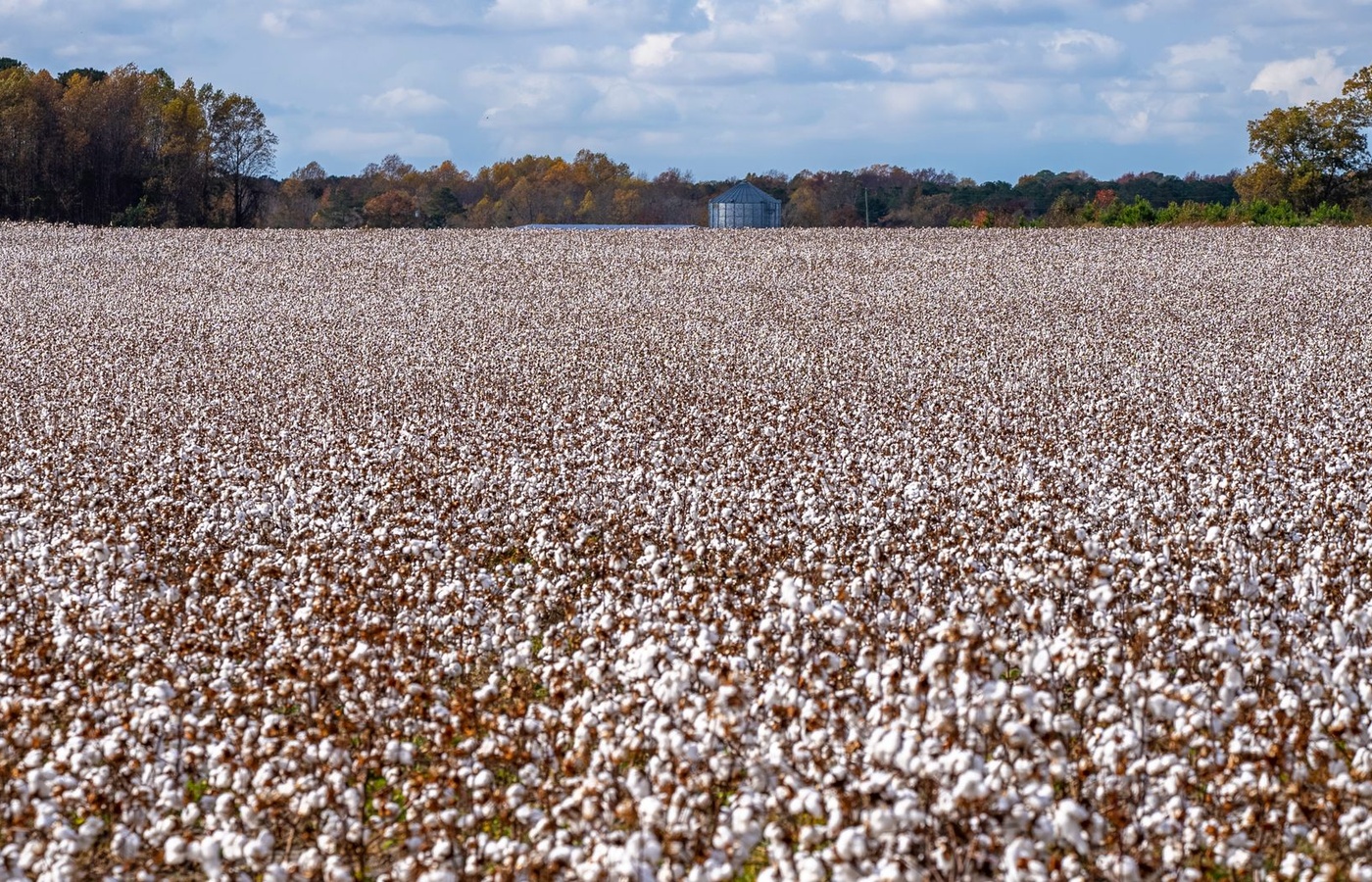 Cotton Specialist