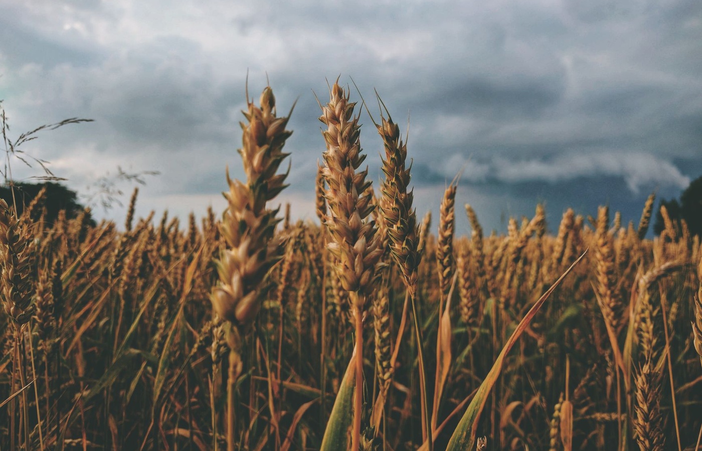 Crop Hail Insurance