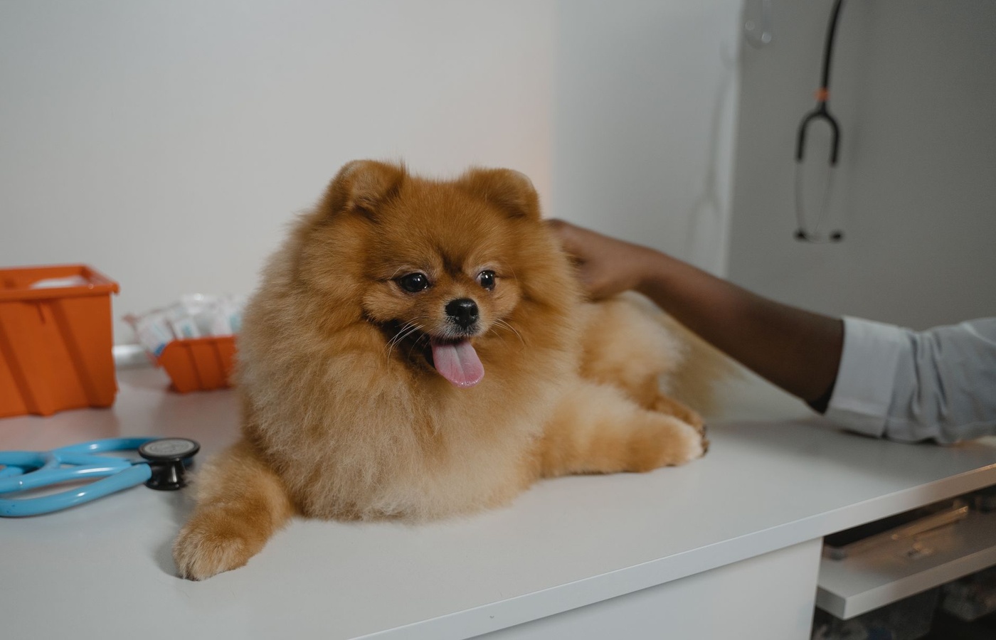 Certified Veterinary Assistant (CVA) Level I