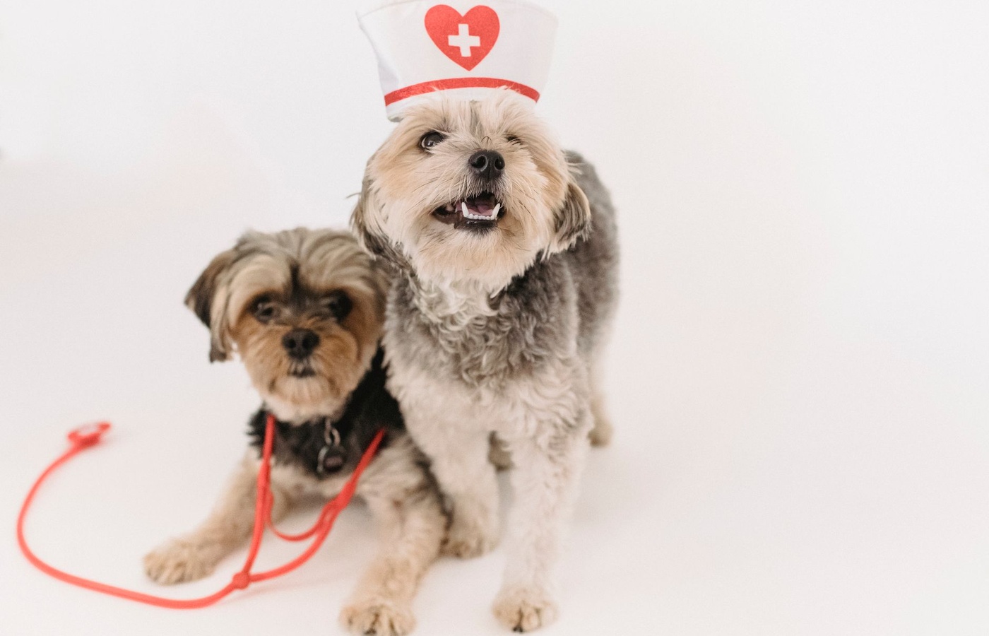 Certified Veterinary Assistant (CVA) Level II Certification
