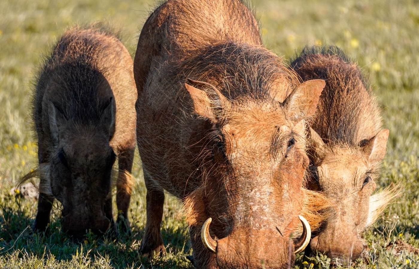 DAT Bootcamp Animal Behavior