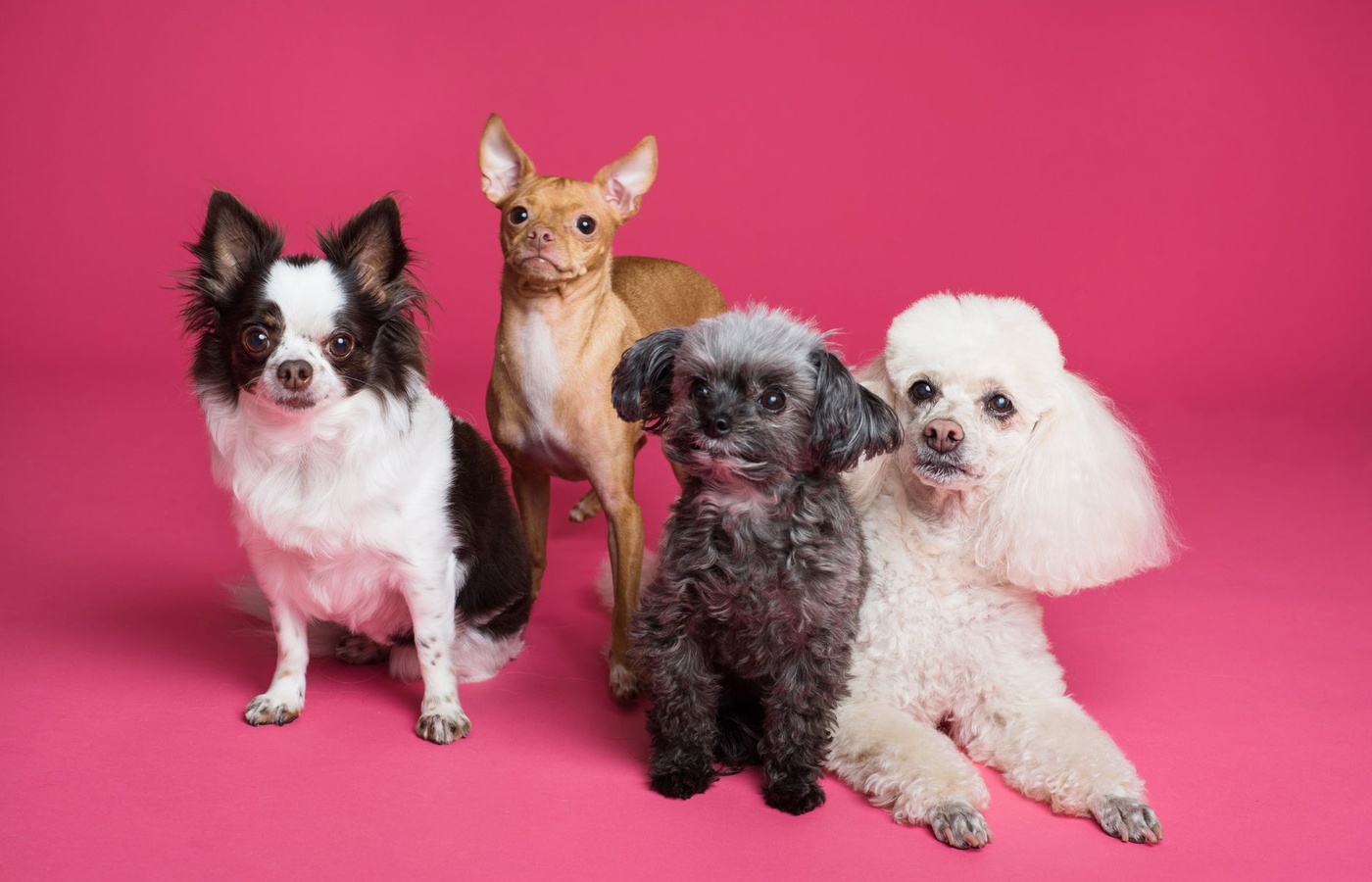 Dog Grooming Level 2