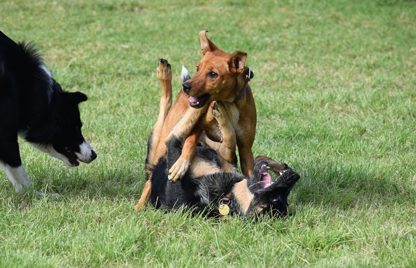 Dogtopia