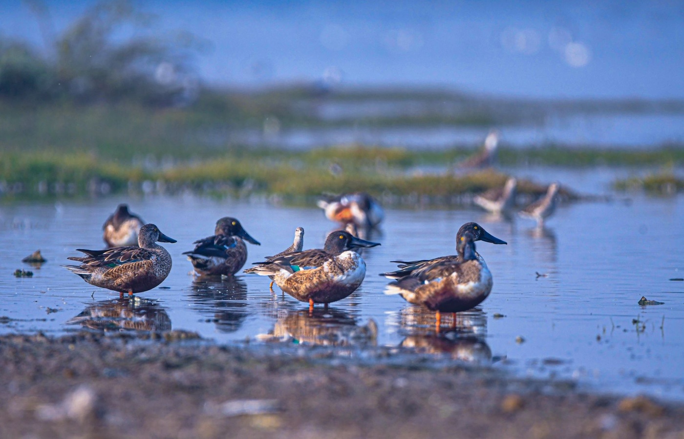Ducks Unlimited Ecology Conservation & Management Certification