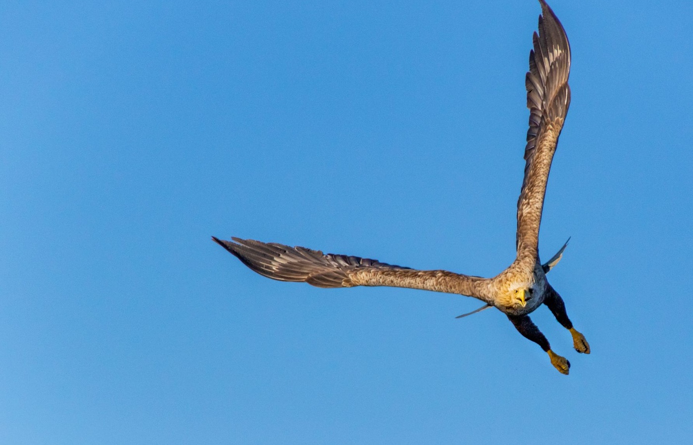 Eagle Connection