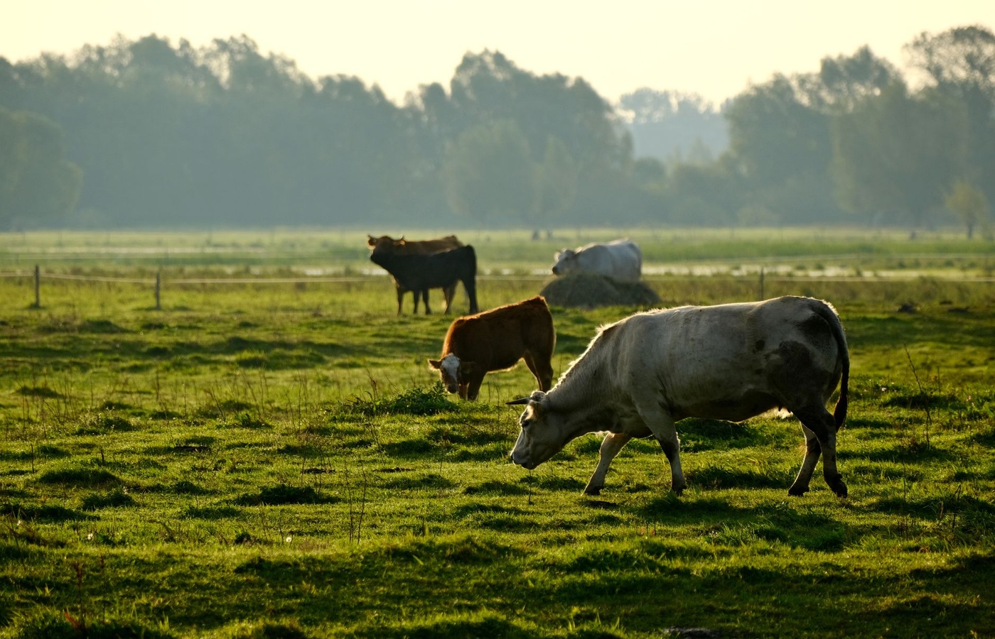 iCEV Elanco Fundamentals of Animal Science Certification