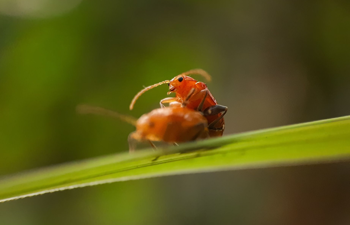 Comprehensive Entomology – Morphology, Behavior, Evolution, and Pest Management