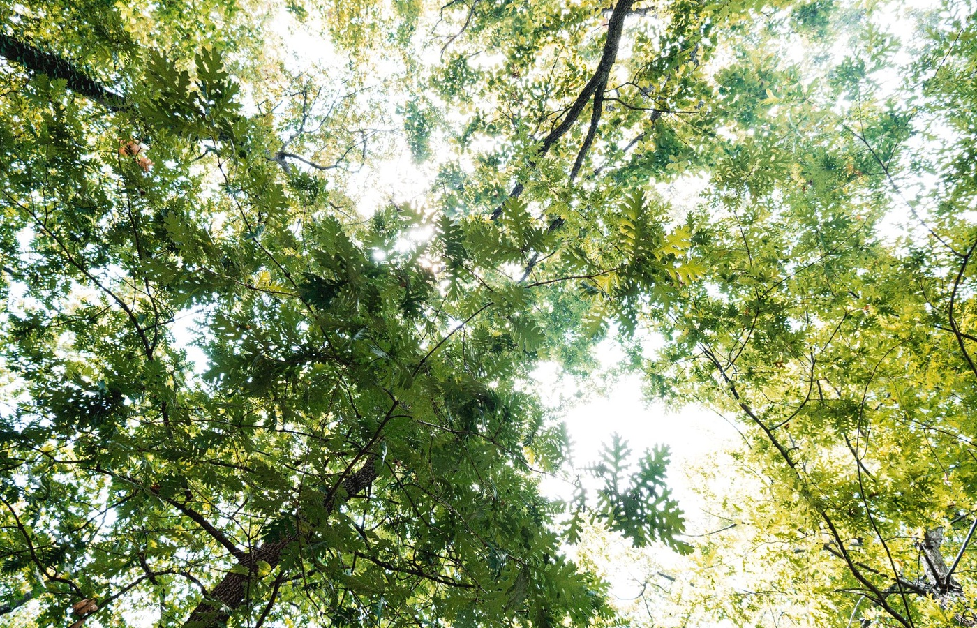 Environmental Science (ENVS)